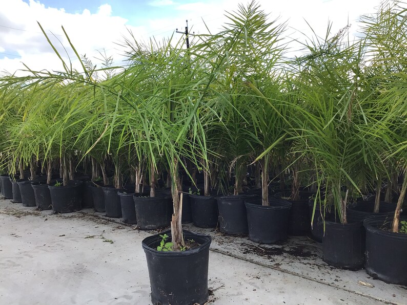 Queen Palm Trees Low Maintenance Cold Hardy Etsy
