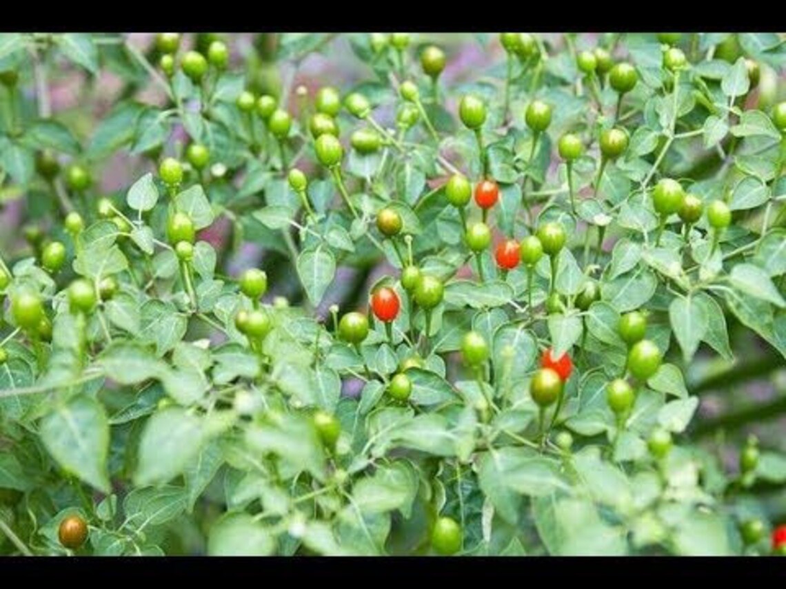 Chile Del Monte Plant Etsy