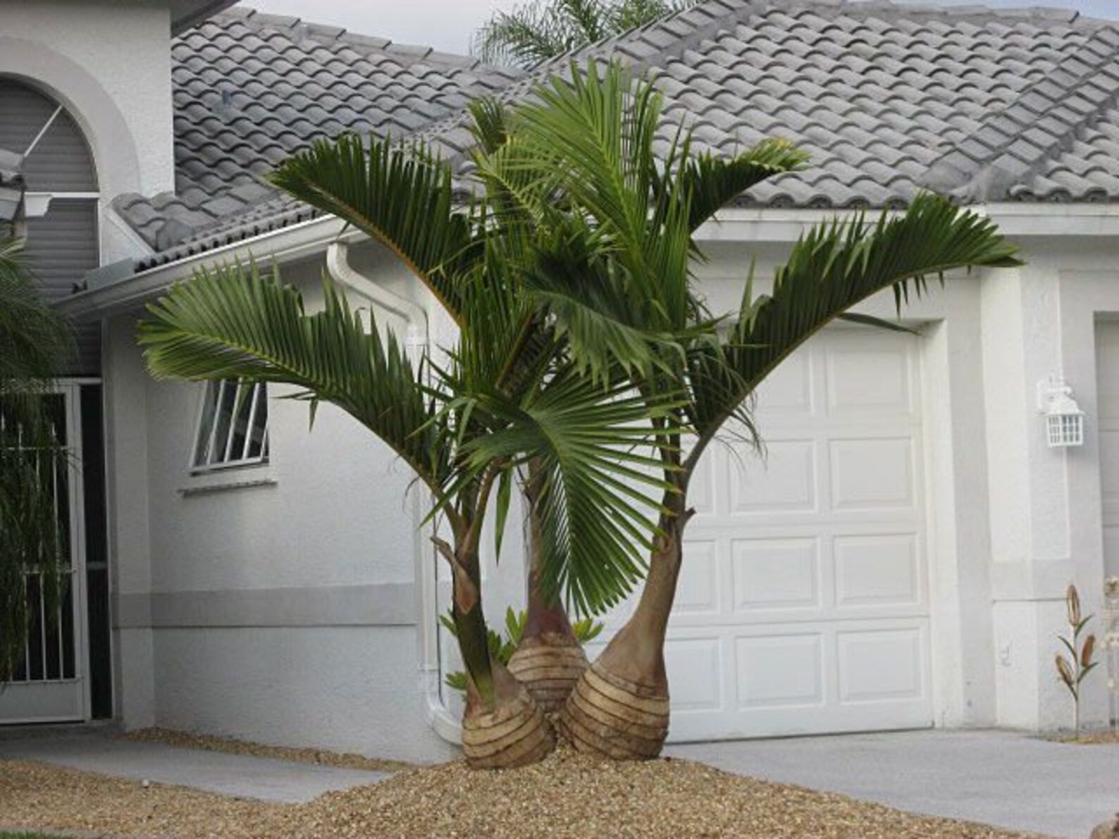 2ft tall Small Bottle palm 3 trunks in 2ft tall Swipe Etsy