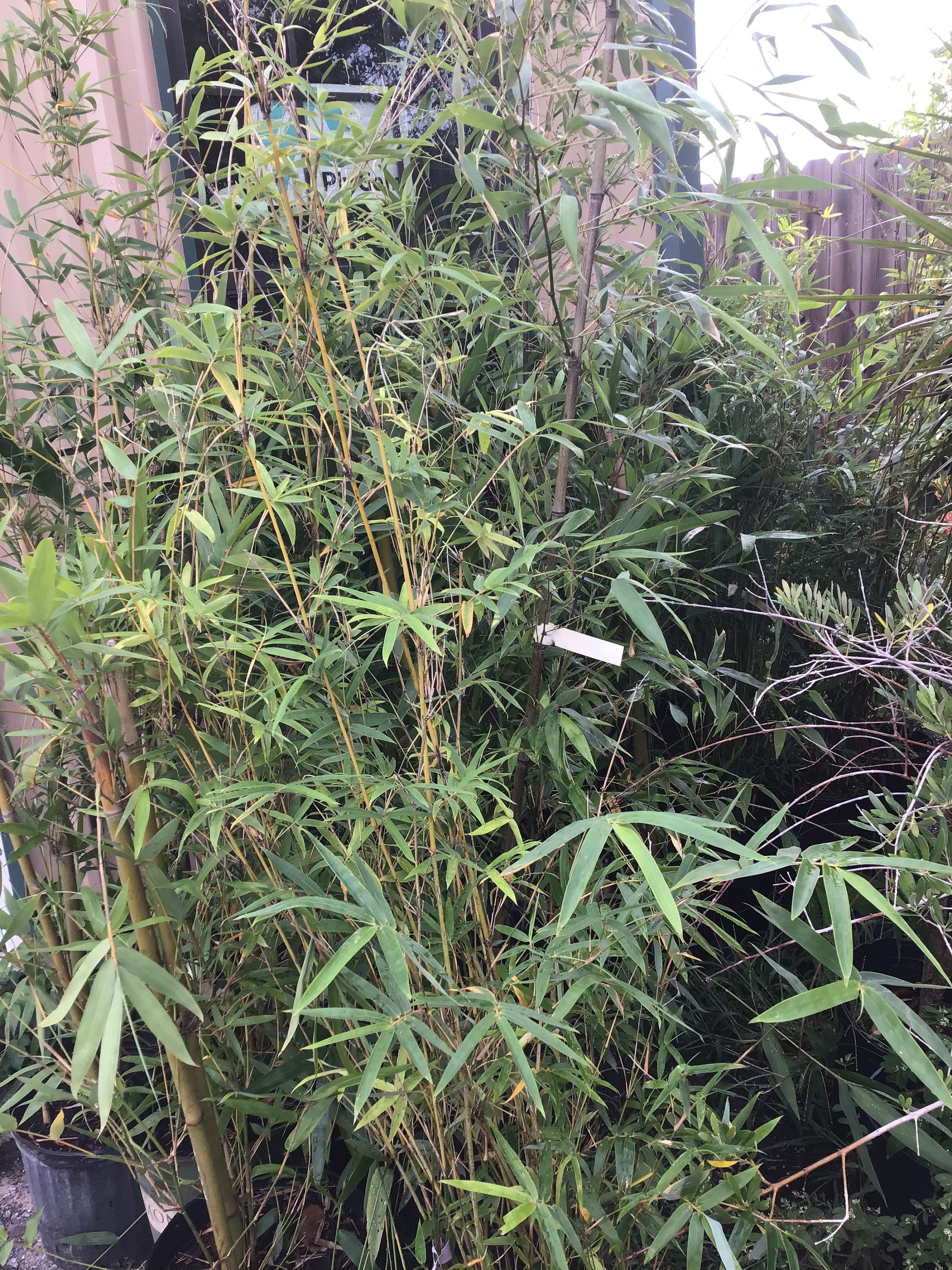 Golden bamboo plants 3 in 4 ft tall Etsy