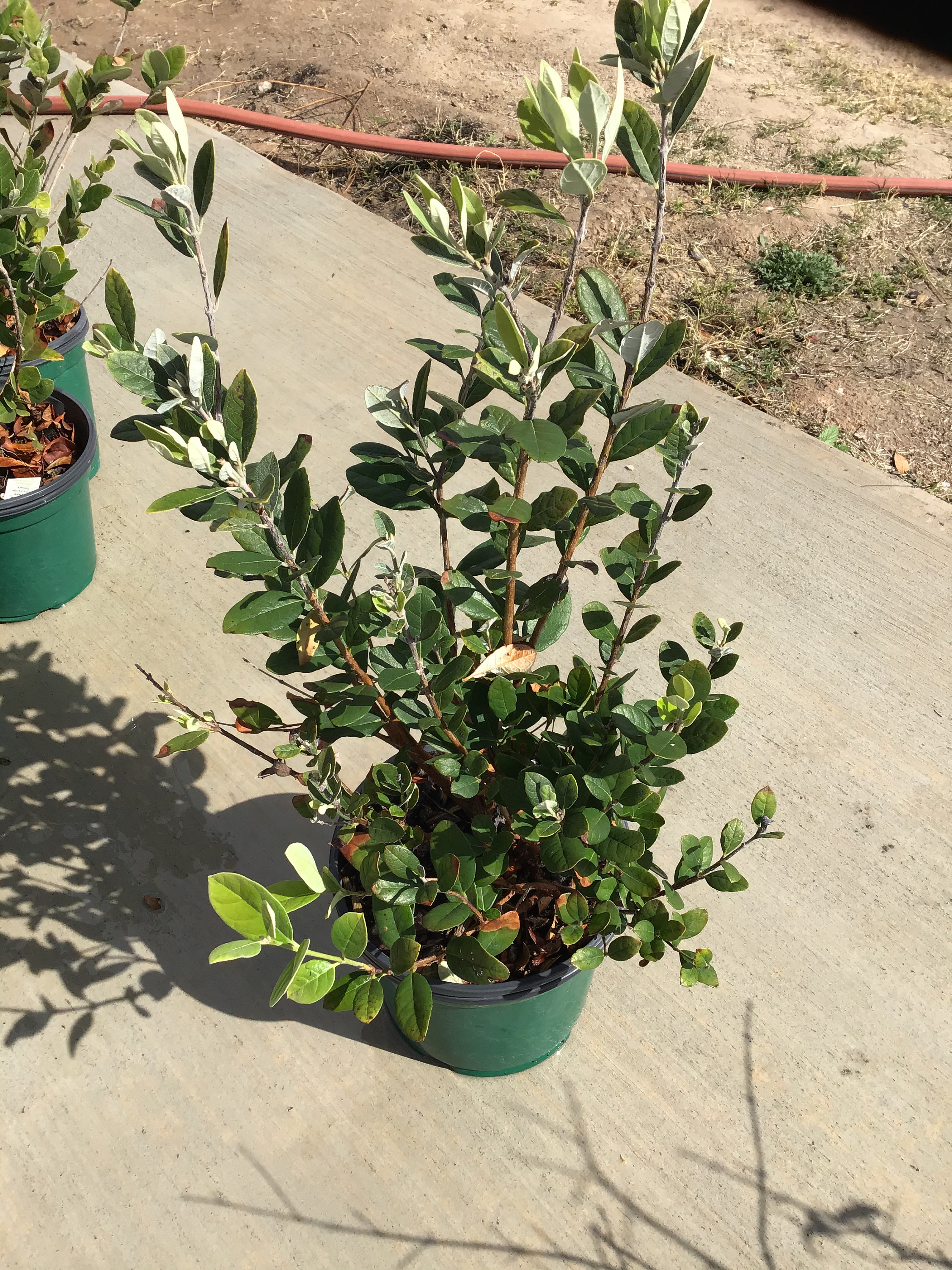 Pineapple Guava Bush Etsy