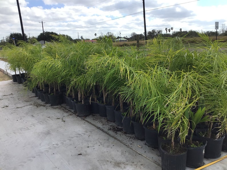 Queen Palm Trees Low Maintenance Cold Hardy Etsy