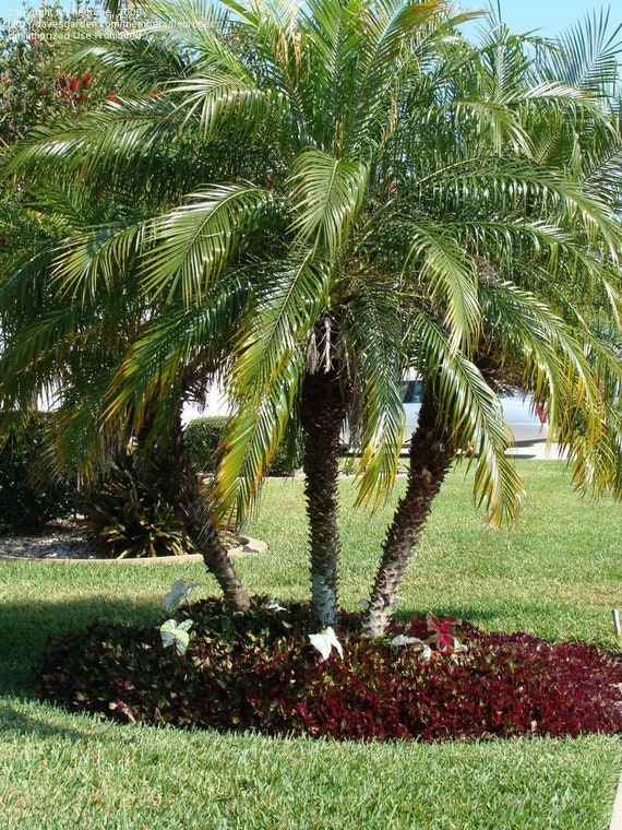 Robellini palm tree Etsy