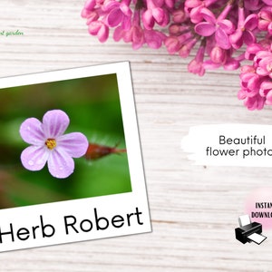 Cartões flash de flores montessori para ensino em casa, cartões flash com imagem floral real para impressão, 12 tipos de flores, recursos de educação infantil botânica