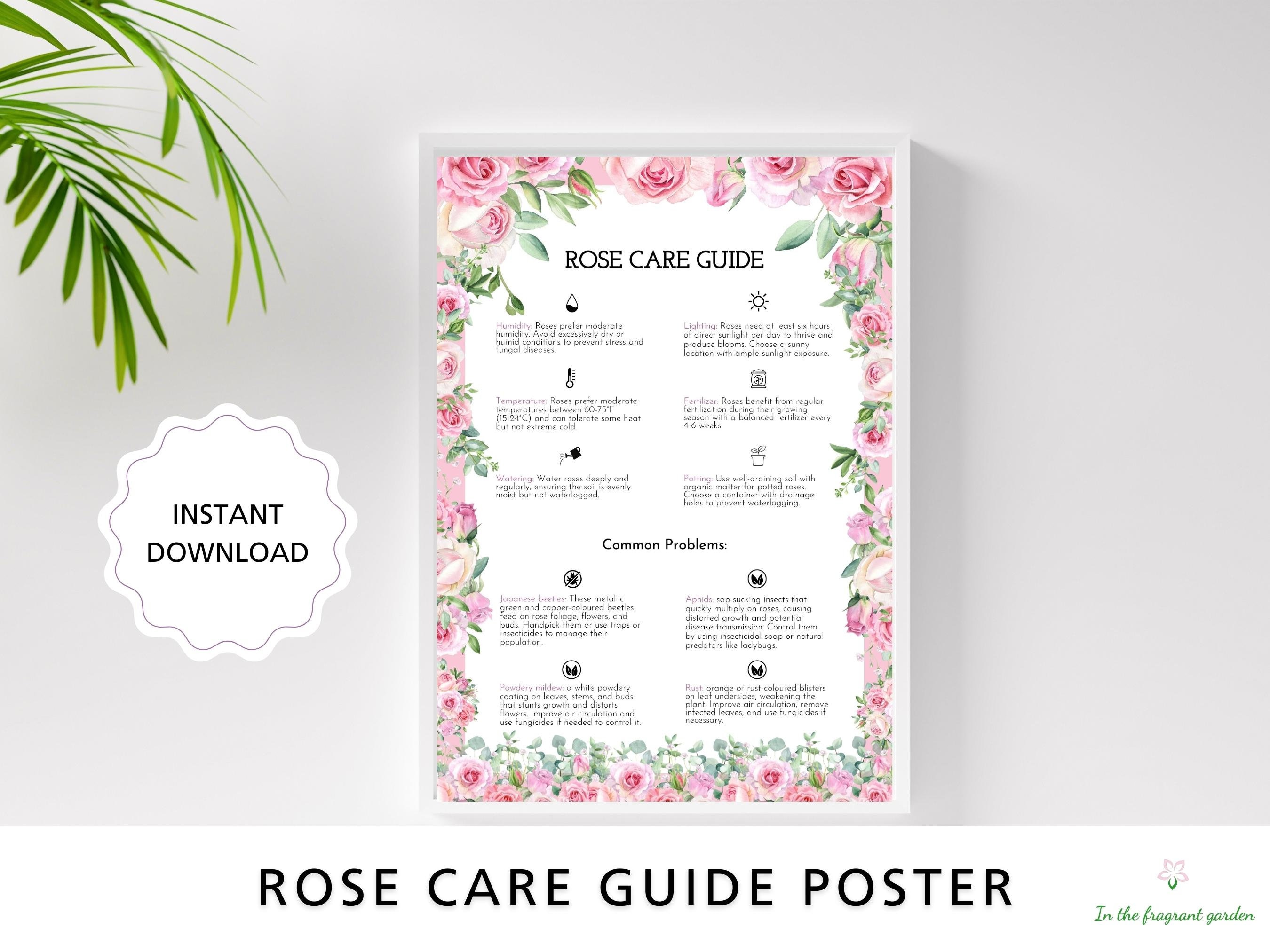 Complete Rose Plant Care Guide - Printable PDF for Beginners How to ...