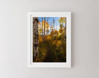Aspskogsstig, gyllene höstlandskap, väggkonst i Colorado