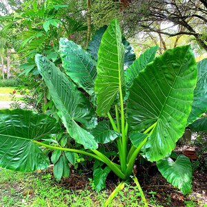 1   12 inch  Alocasia Borneo King starter plant gets huge ,very nice plant