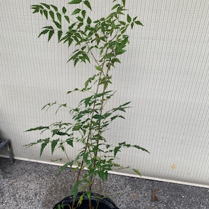 May include: A potted neem tree with multiple stems and green leaves. The tree is in a black plastic pot with soil and white pebbles.