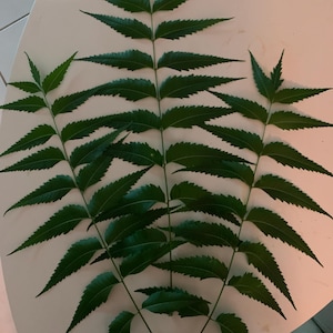 Fresh Neem leaves