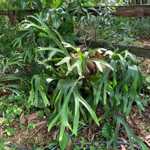 Op de afbeelding: Een weelderige hertshoornvaren met grote, groene, gewei-achtige bladeren. De plant is omgeven door andere groene planten in een natuurlijke buitenomgeving. De unieke vorm en levendige kleur van de varen maken het een opvallend middelpunt.