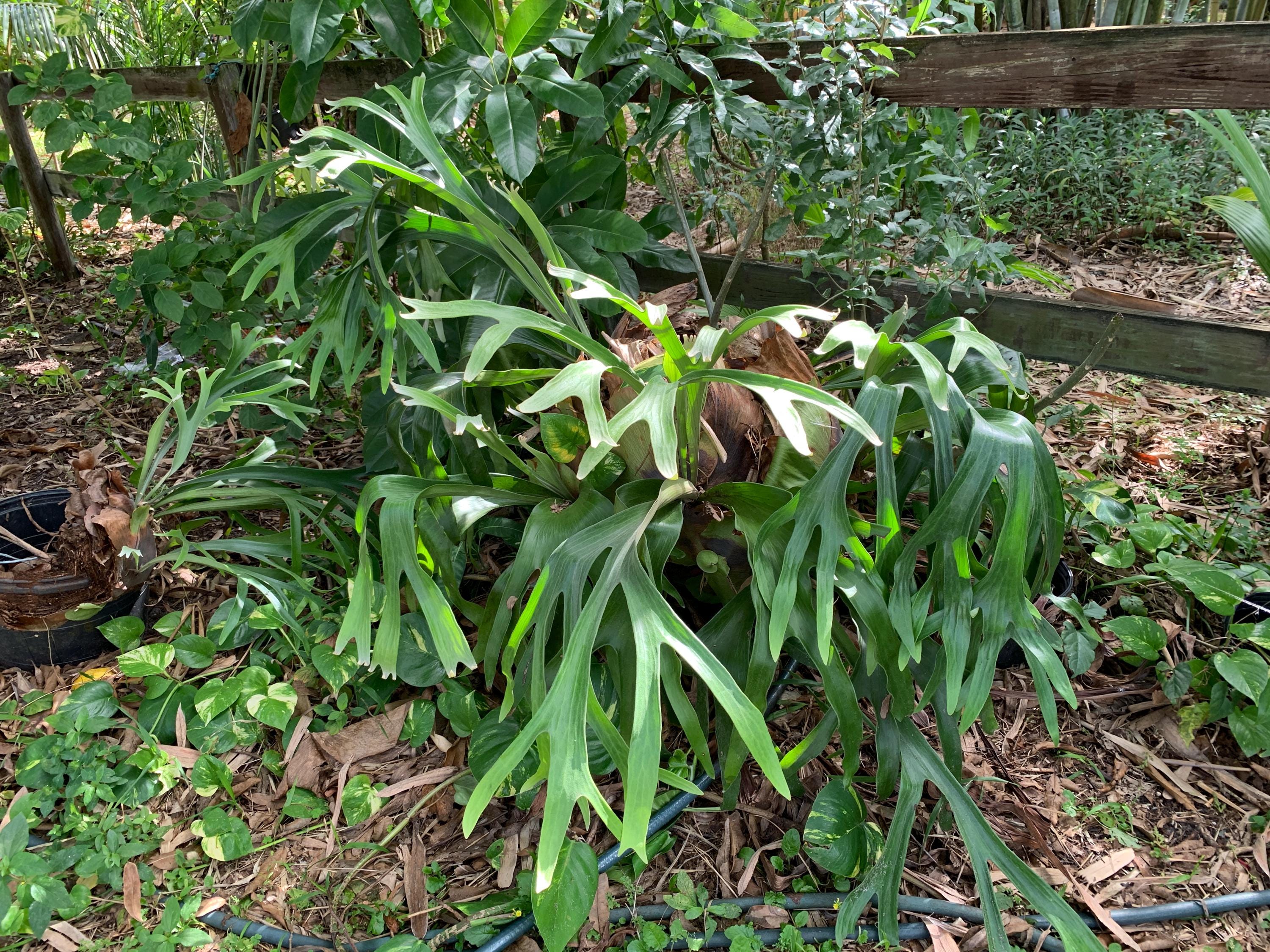 areca goldfruchtpalme Goldfruchtpalme (Areca) XXL-Gre kaufen