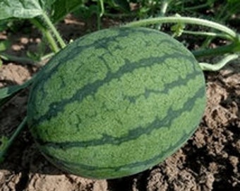 Non-GMO Black Diamond Watermelon Seeds Organic