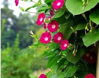 Red Scarlet Morning Glory (Ipomoea) Seeds 26+ Non-GMO Heirlooms Free Shipping Available