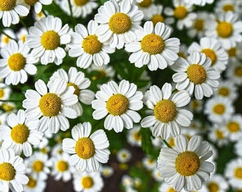 German Chamomile Seeds Non-GMO Heirlooms Free Shipping