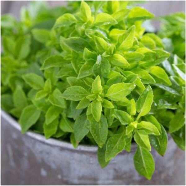 Spicy Globe Basil Seedling - Basil Plant