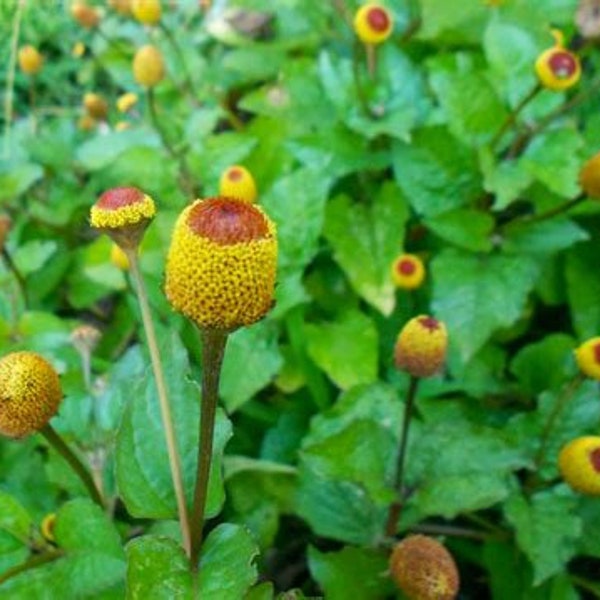 PRE-ORDER Toothache Plant - Spilanthes Plant