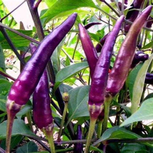 Purple Cayenne Pepper Seedling