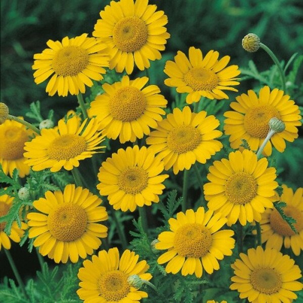 Dyer's Chamomile Plant (Anthemis tinctoria) - Seedling