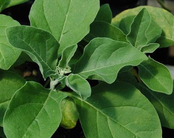 Ashwagandha Seedling (Withania sumnifera) - Ashwagandha Plant