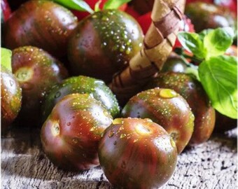 Black Cherry Tomato Seedling - Organically Grown - Tomato Plant - Garden Gift