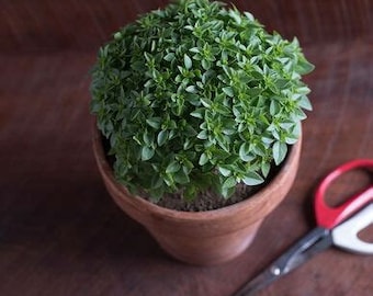 Piccolini Basil Seedling - Tiny Basil