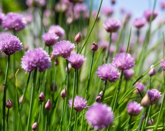 Chives Seedling - Culinary Herb