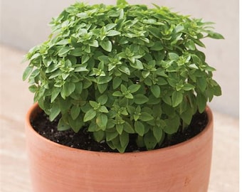 Dwarf Greek Basil Seedling - Basil Plant