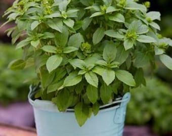 Spice Boys Basil Seedling - Mini Basil, Bold Flavor - PRE-ORDER 2026!