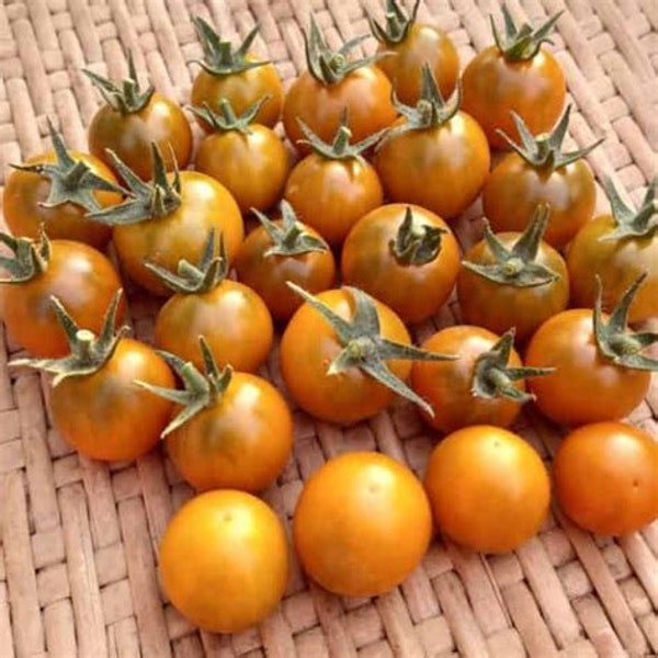 Dark Orange Muscat - Tomato Plant - Cherry Tomato Seedling