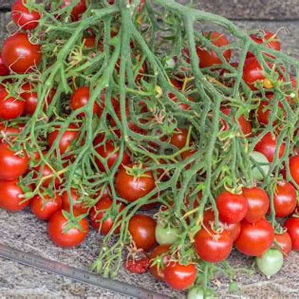 Geranium Kiss Tomato Seedling - Container Tomato