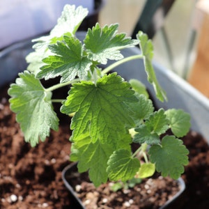 Motherwort Leonurus cardiaca Seedling image 2