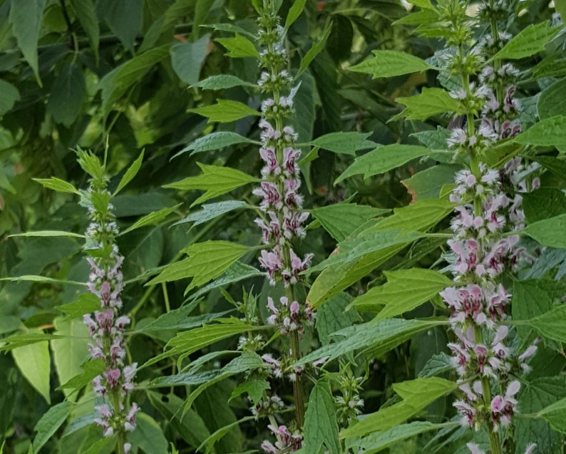 Motherwort Leonurus cardiaca Seedling image 1