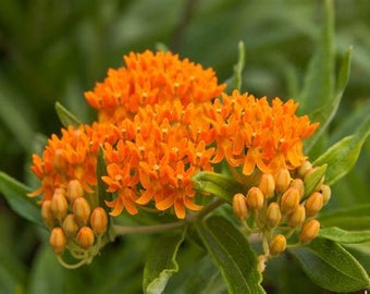 Butterfly Weed Seedling - Pollinator Flower