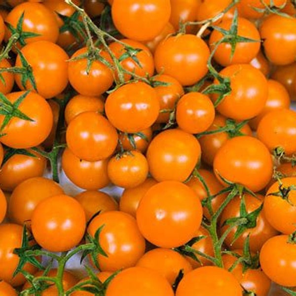 Orange Currant Tomato Seedling - Tomato Plant - Garden Gift