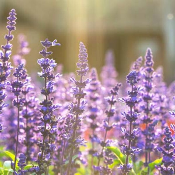 Clary Sage Seedling - Herb Plant