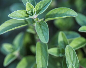 Oregano Plant - Vulgare - Culinary Herb - Herb Seedling