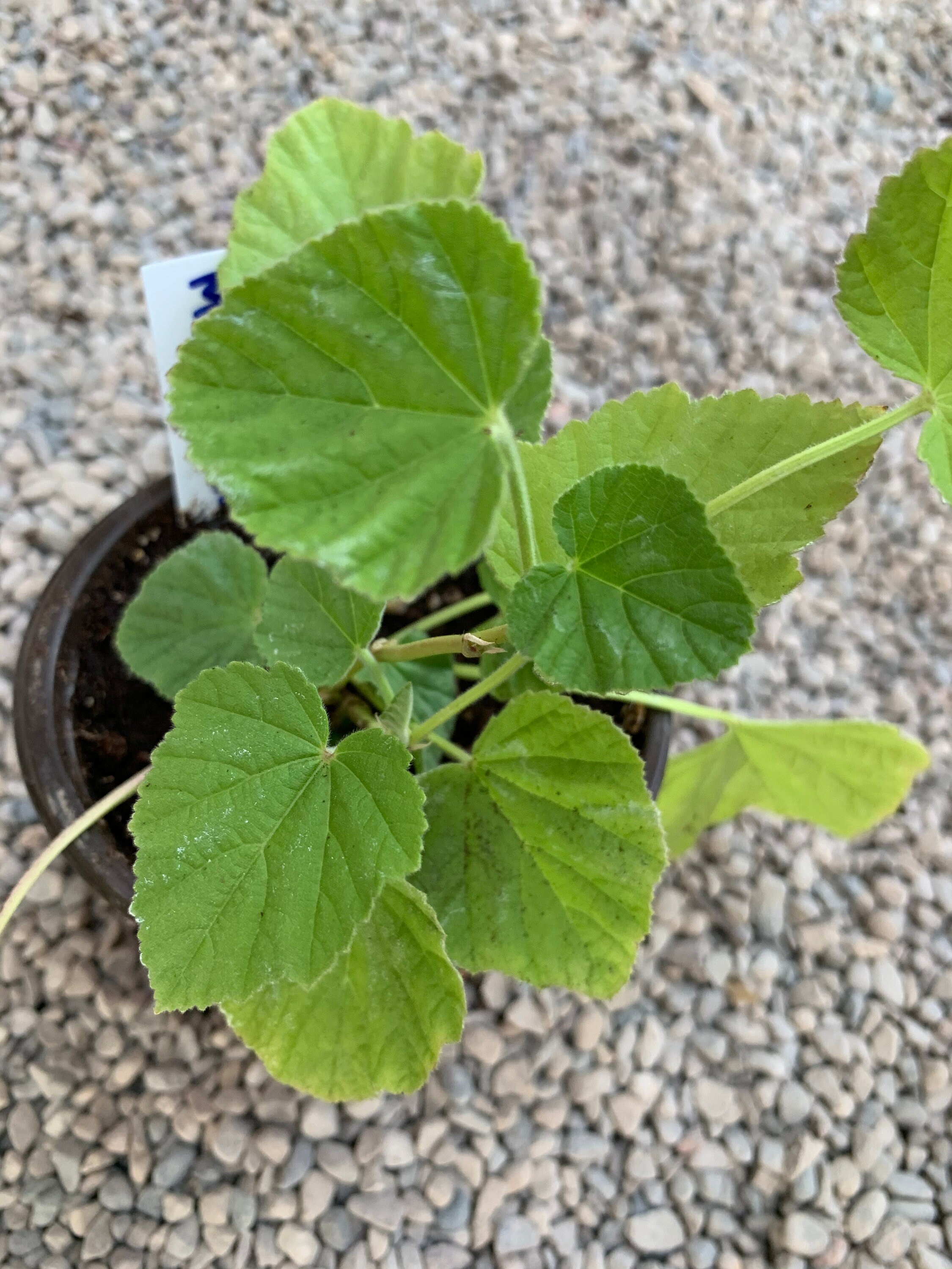 Marshmallow Seedling althaea Officinalis Preorder Spring Etsy