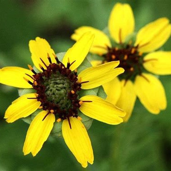 Chocolate Daisy Seedling - Native Wildflower - Garden Plant