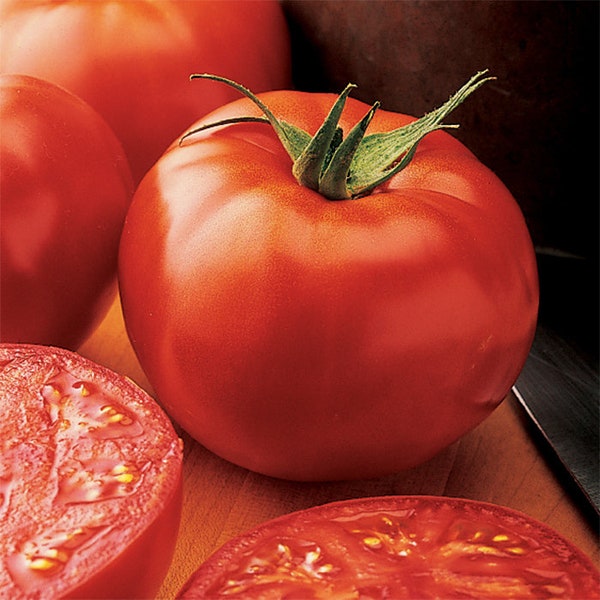 New Yorker Tomato Seedling