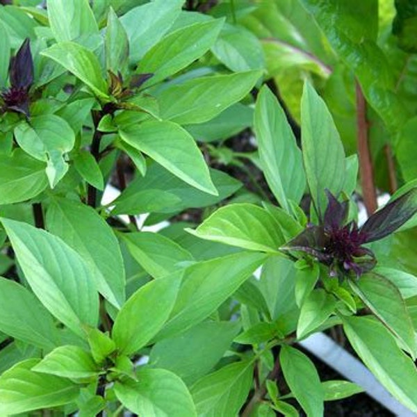 Thai Basil Seedling - Basil Plant