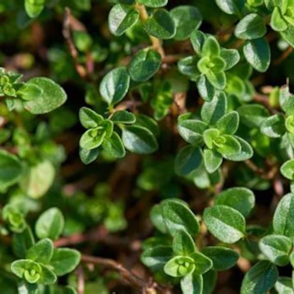 French Thyme (Thymus vulgaris) Seedling - Culinary Herb
