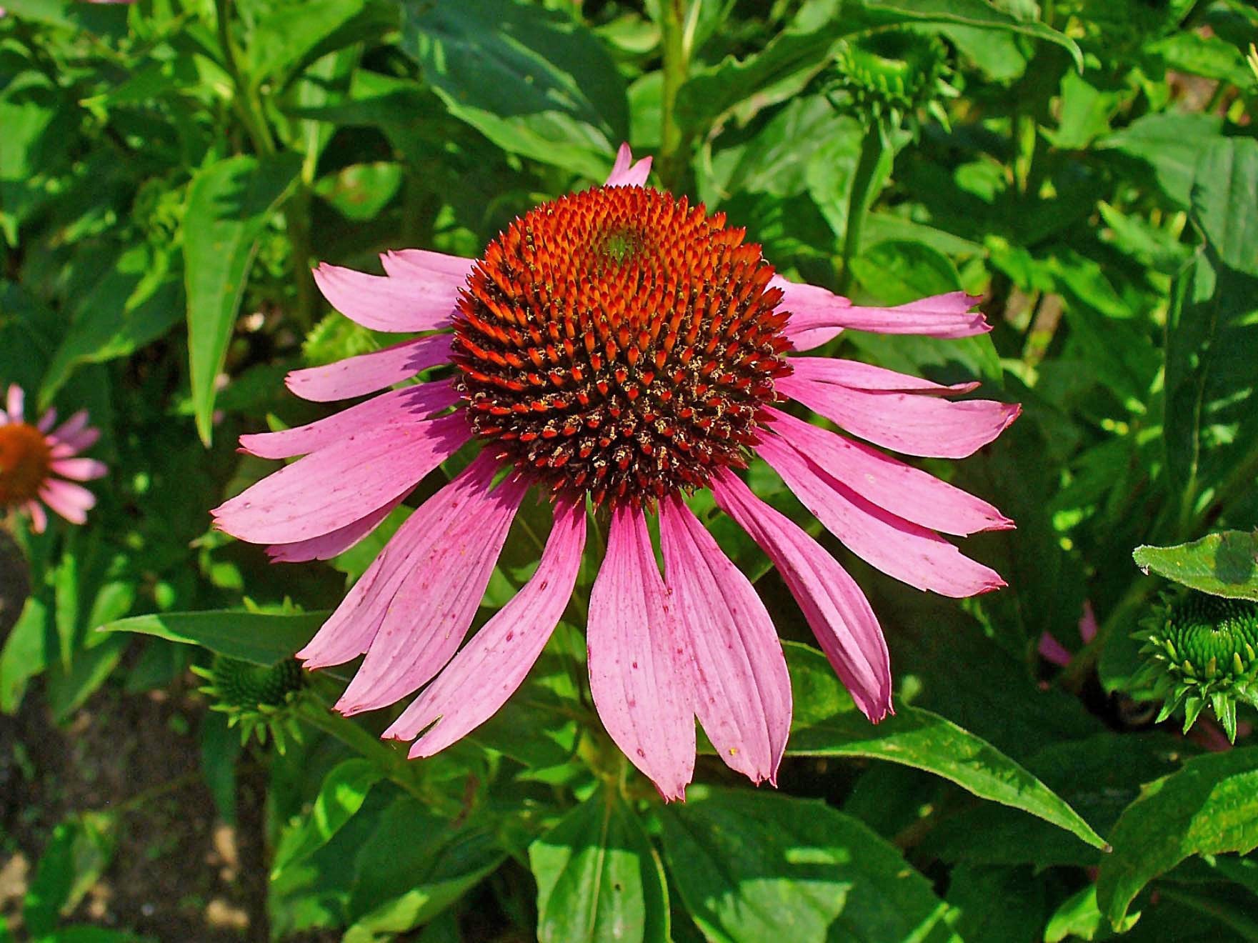 Echinacea Purpurea Plant Certified Organic Etsy