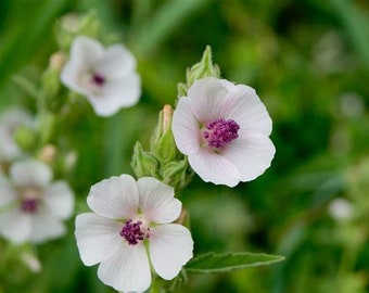 Marshmallow Seedling (Althaea officinalis) - Garden Plant
