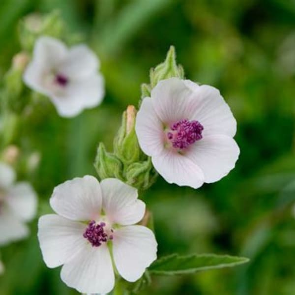 Marshmallow Seedling (Althaea officinalis) - Garden Plant