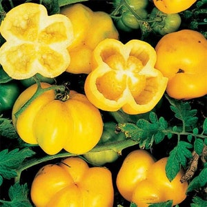 May include: Close-up of yellow tomatoes with a unique, star-shaped cross-section. The tomatoes are arranged on a bed of green leaves.