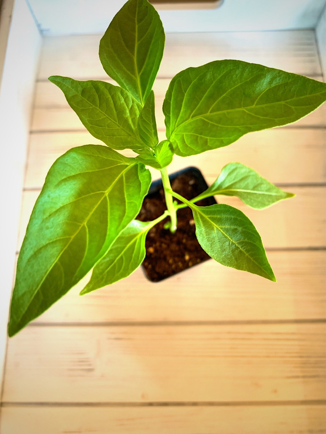 Hungarian Hot Wax Pepper Plant Certified Organic Etsy