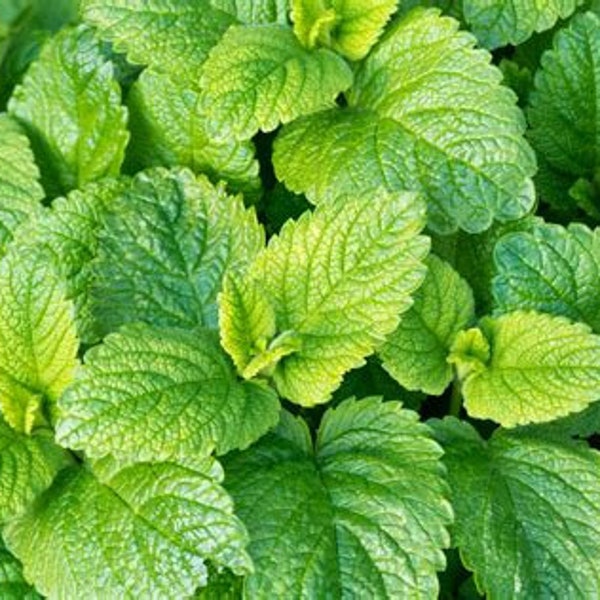 Lemon Balm Seedling - Culinary Herb