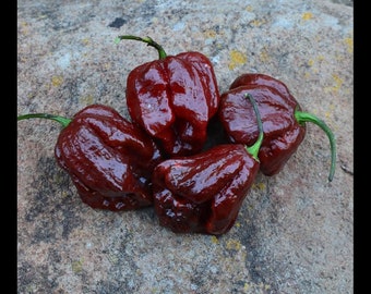 Seven Pot Chocolate Pepper Seedling - Hot Pepper