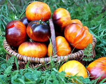 Alice's Dream Tomato Seedling - Colorful Tomato - Rare Tomato