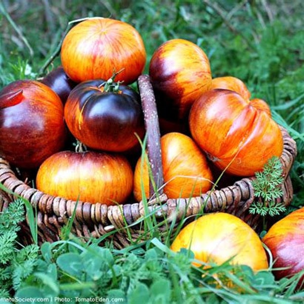 Alice's Dream Tomato Seedling - Colorful Tomato - Rare Tomato